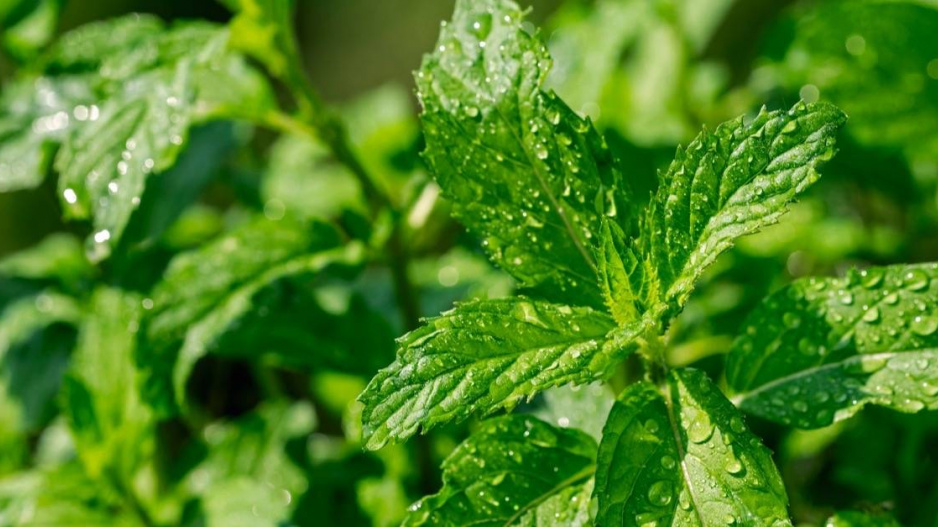 Máta švýcarská (Mentha spicata var. swiss)