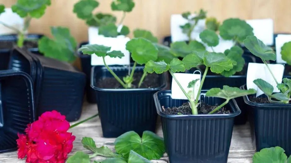 Řízkování pelargonií