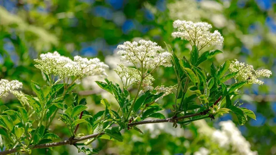 Květy bezu černého Květy bezu černého