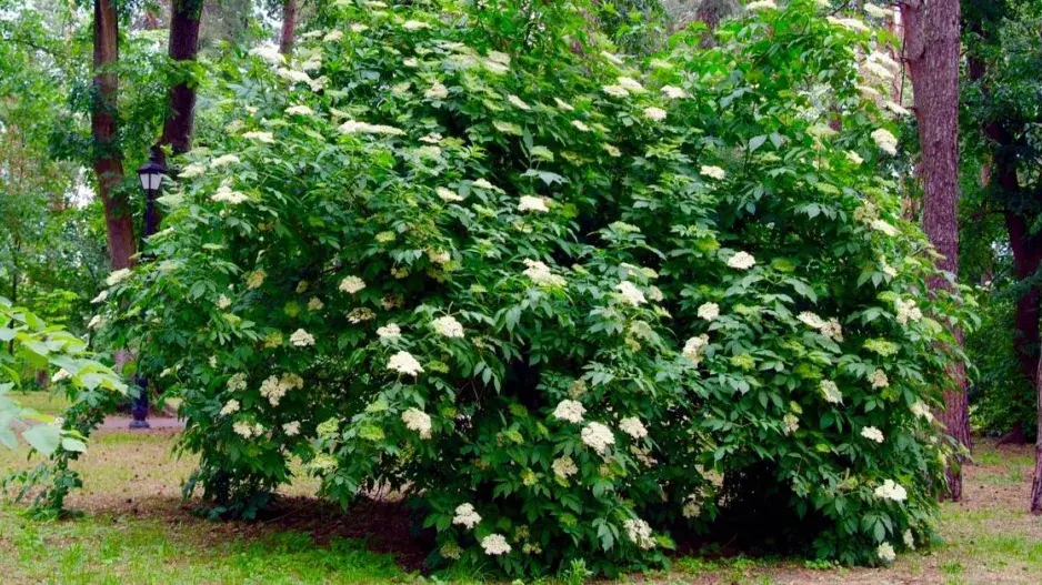 Keř bezu černého Keř bezu černého