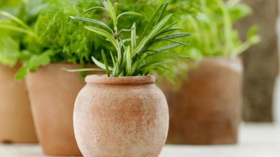 Terakotové květináče