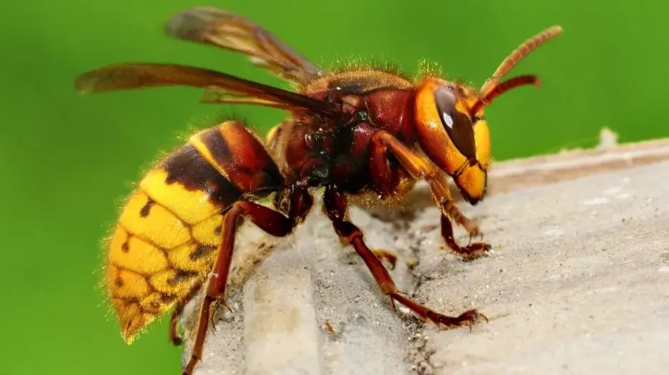 Sršeň obecná Sršeň obecná