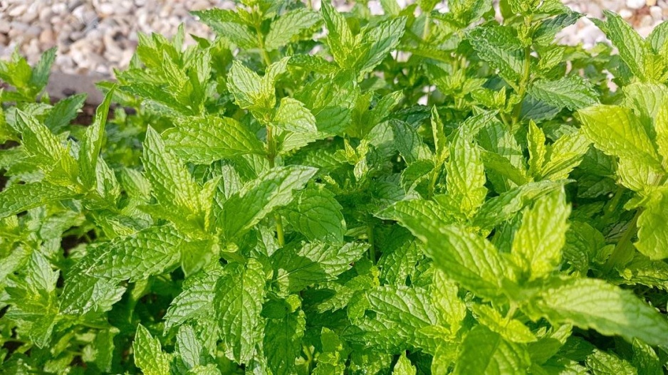 Máta marocká (Mentha spicata var. moroccan)