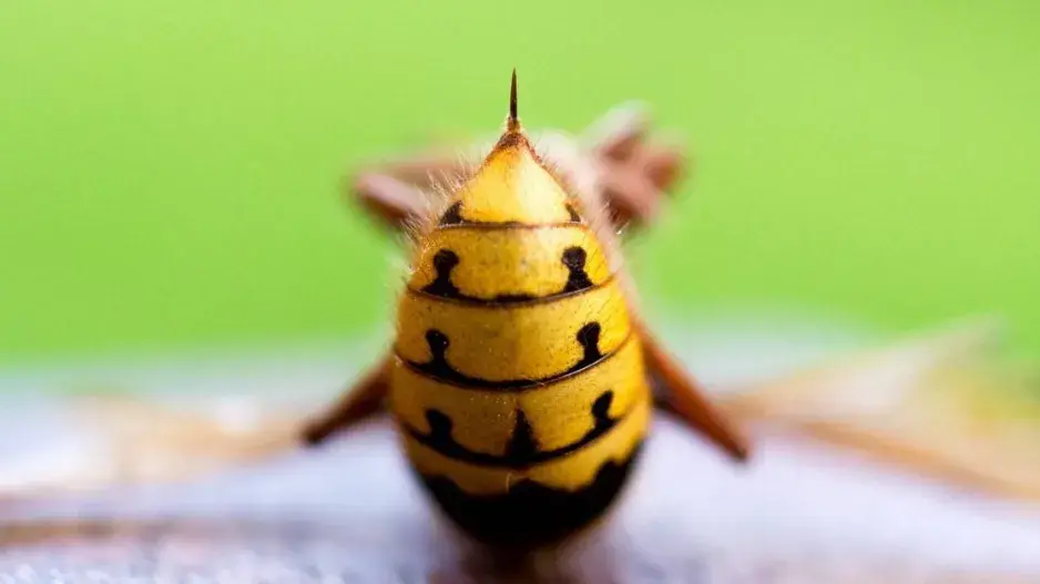 Žihadlo sršně obecné Žihadlo sršně obecné