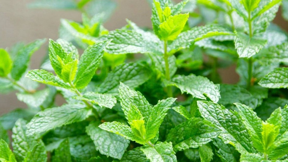 Máta klasnatá (Mentha spicata)