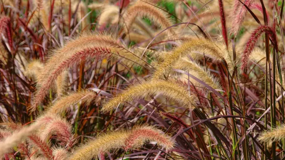 Dochan setý 'Rubrum'