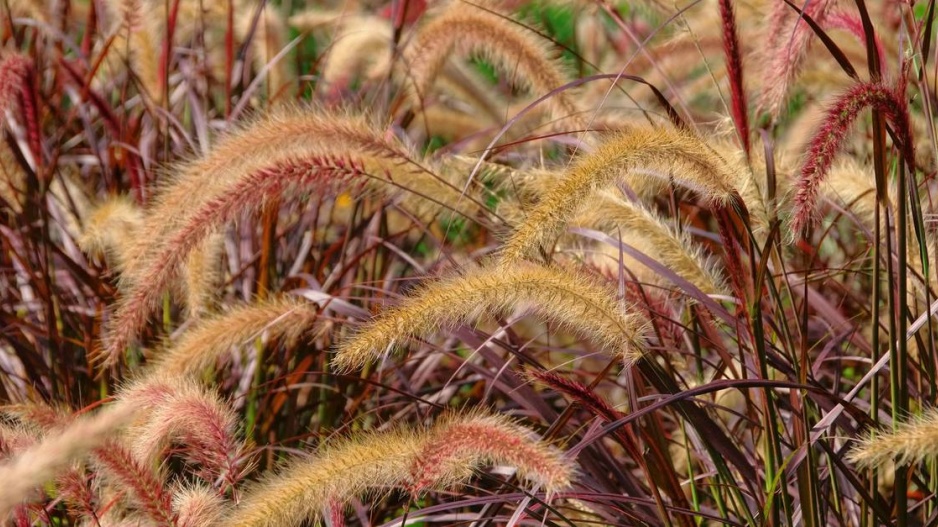 Dochan setý 'Rubrum'