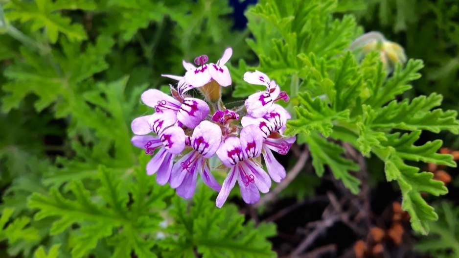 Vonná pelargonie