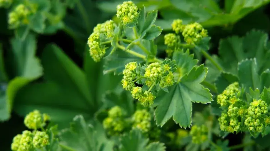 Kontryhel měkký Kontryhel měkký