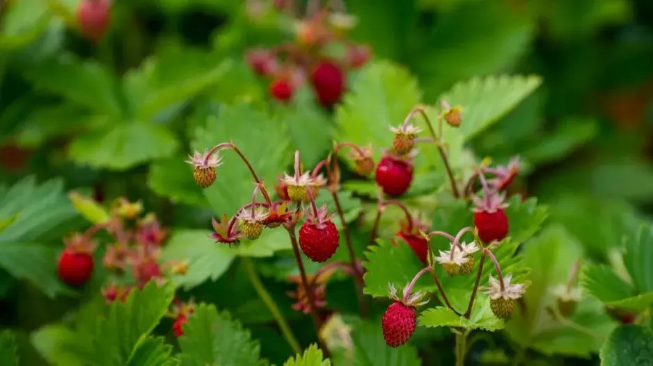Jahodník obecný Jahodník obecný