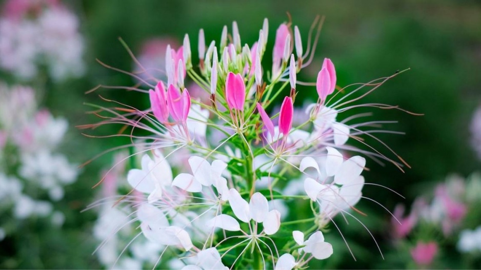 Luštěnice trnitá (Cleome spinosa)