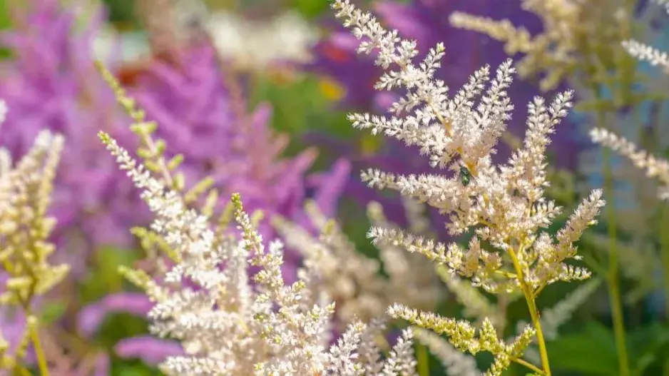 Čechrava čínská Čechrava čínská