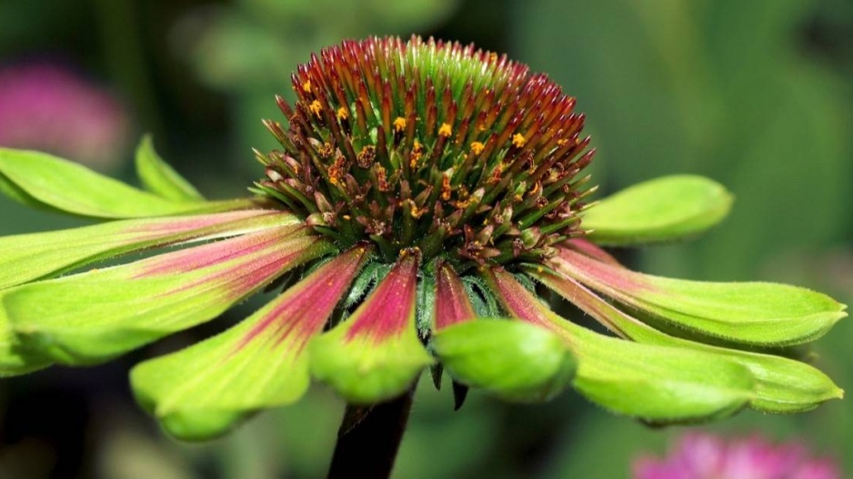 Třapatkovka 'Green Envy'