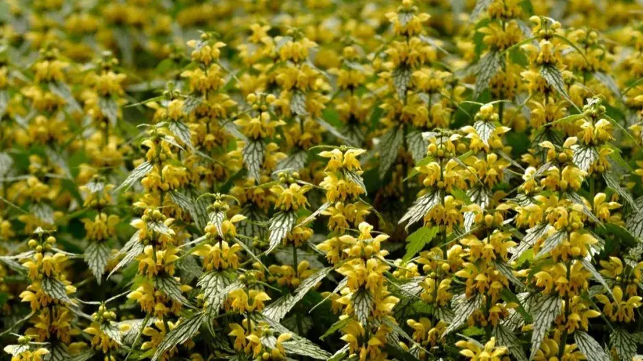 Hluchavka pitulník Hluchavka pitulník