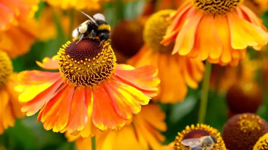 Záplevák 'Sahin’s Early Flowerer' Záplevák 'Sahin’s Early Flowerer'