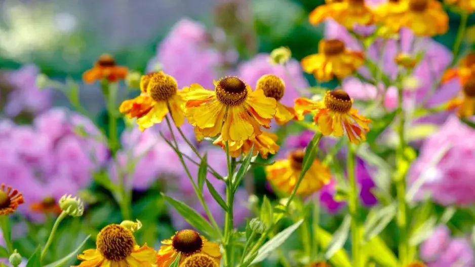 Záplevák 'Fuego' Záplevák 'Fuego'