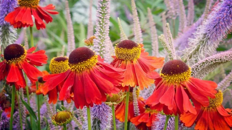 Záplevák 'Moerheim Beauty' Záplevák 'Moerheim Beauty'