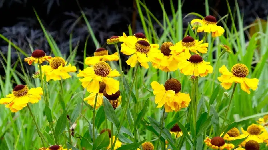 Záplevák 'Wesergold' Záplevák 'Wesergold'