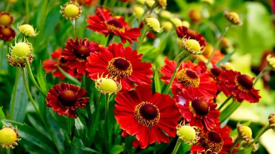 Záplevák 'Salsa' Záplevák 'Salsa'