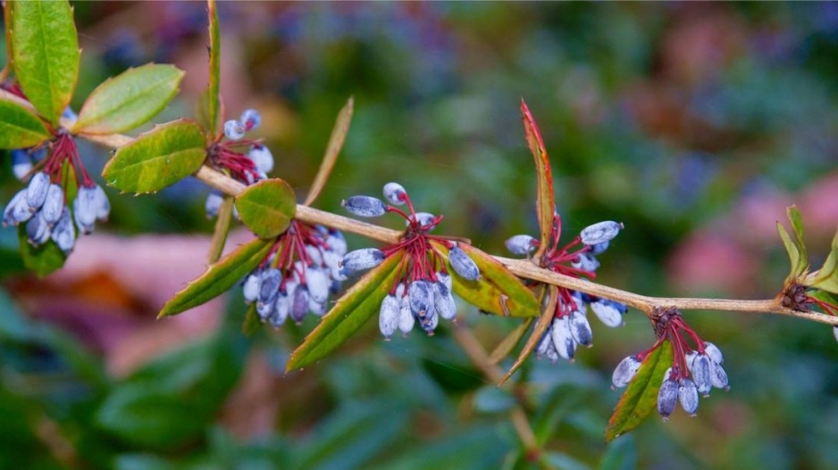 Dřišťál Juliin (Berberis julianae) 