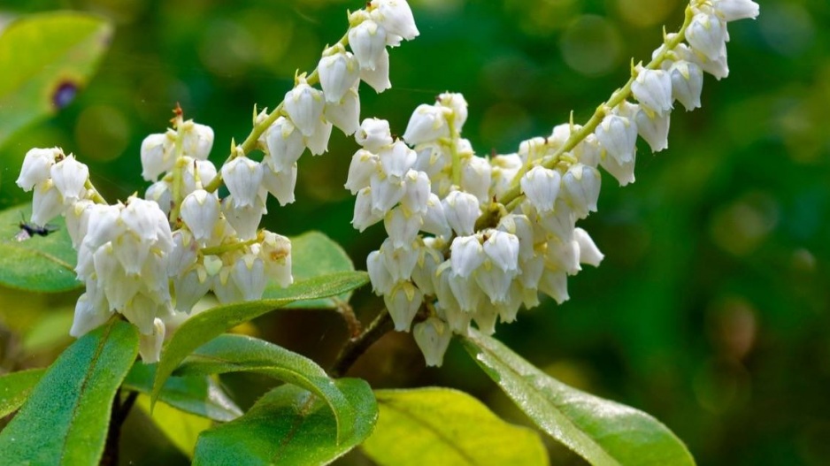 Pieris květnatý (Pieris floribunda) 