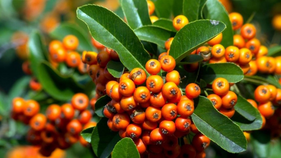 Hlohyně šarlatová (Pyracantha coccinea)