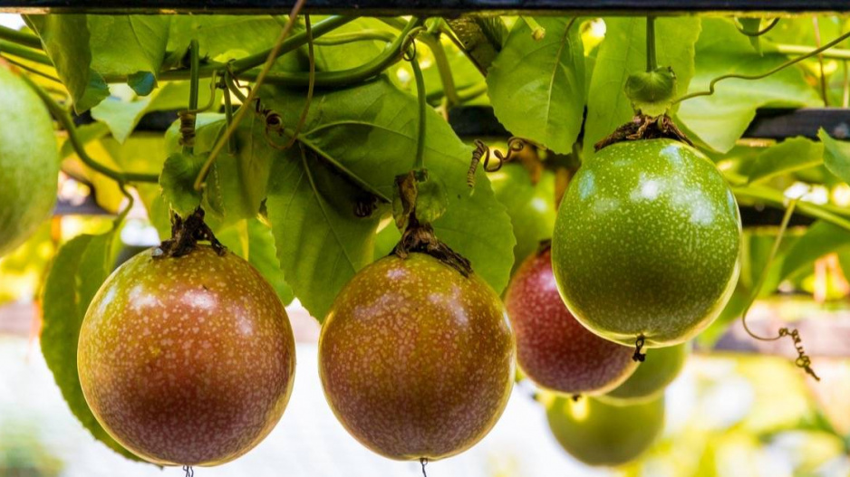 Marakuja neboli mučenka jedlá (Passiflora edulis)