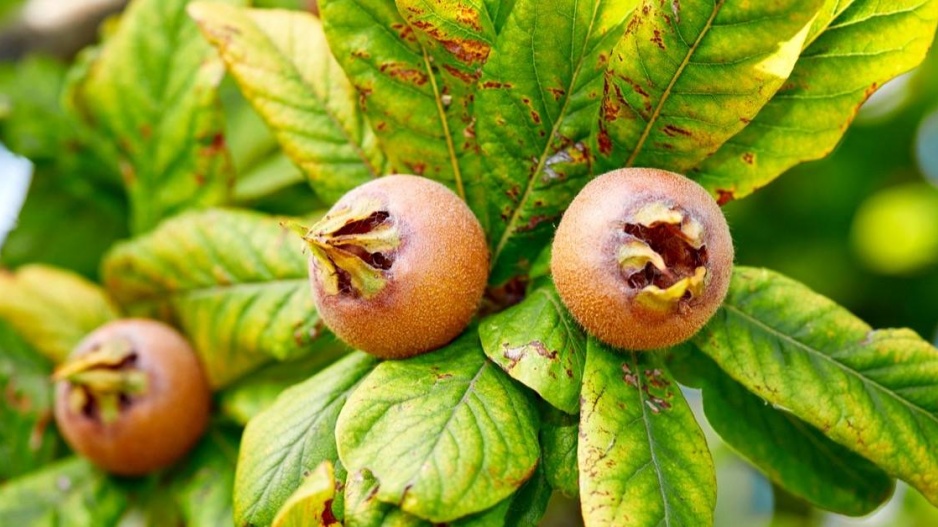 Mišpule obecná (Mespilus germanica)