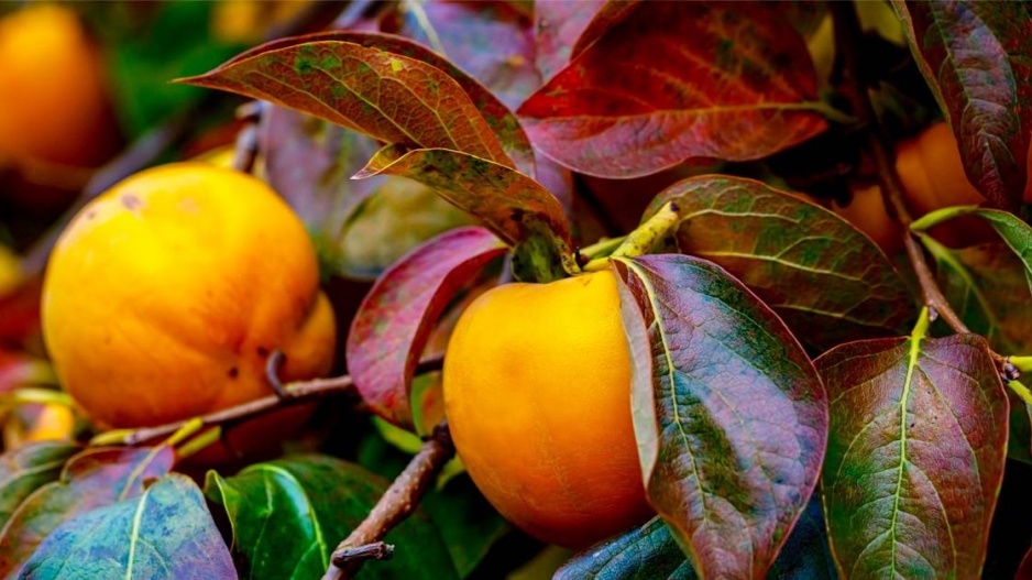 Tomel japonský (Diospyros kaki) neboli kaki