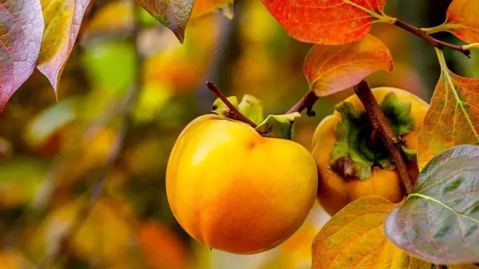 Tomel japonský neboli kaki