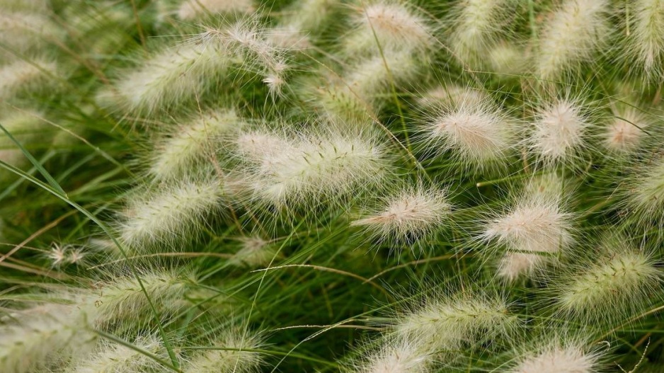 Dochan huňatý (Pennisetum villosum)