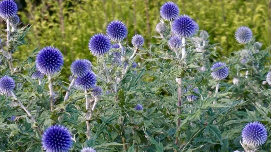 Bělotrn modrý Bělotrn modrý