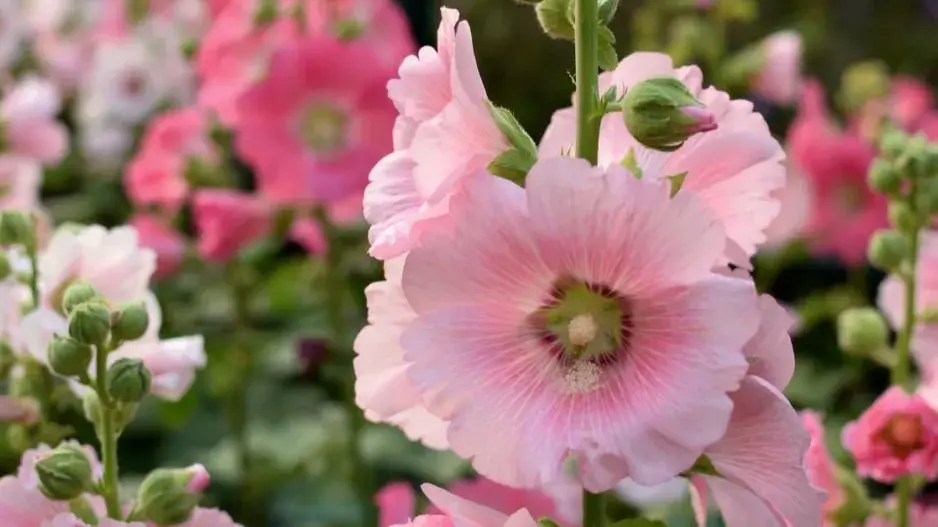Topolovka růžová (Alcea rosea) Topolovka růžová (Alcea rosea)