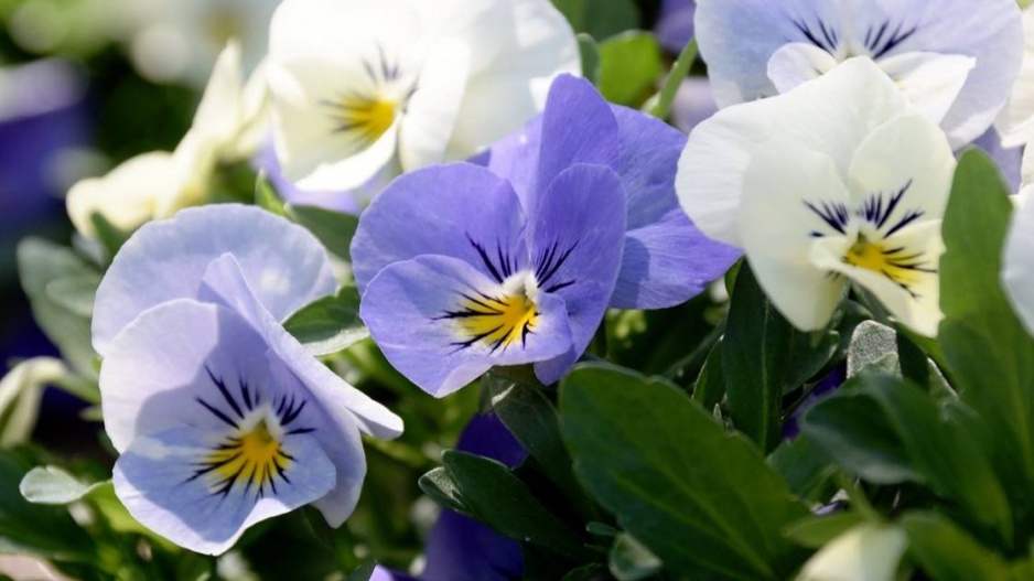 Maceška zahradní (Viola x wittrockiana)