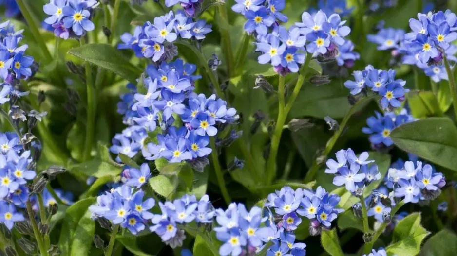 Pomněnka lesní (Myosotis sylvatica) Pomněnka lesní (Myosotis sylvatica)