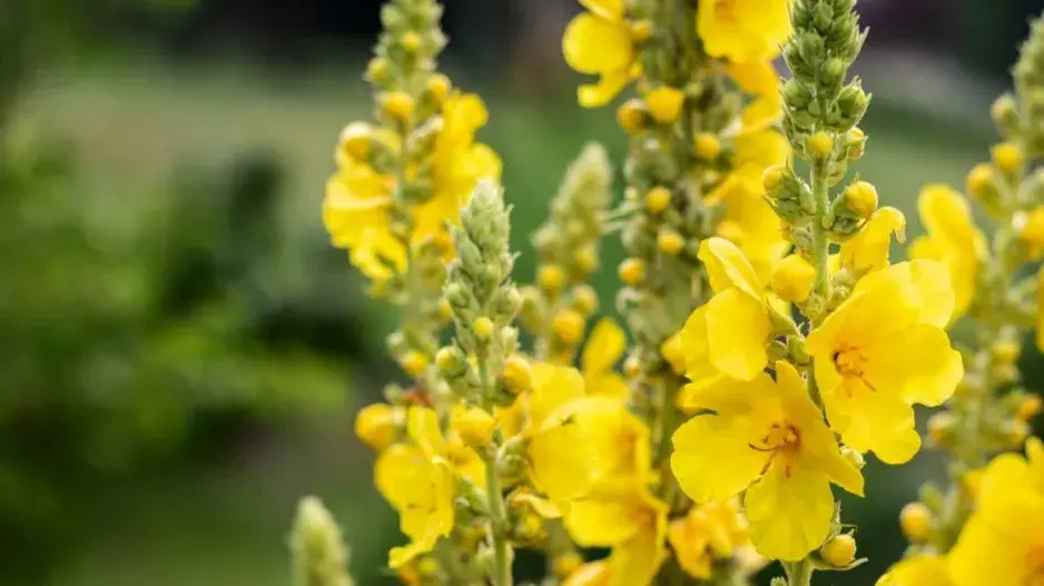 Divizna velkokvětá (Verbascum densiflorum) Divizna velkokvětá (Verbascum densiflorum)