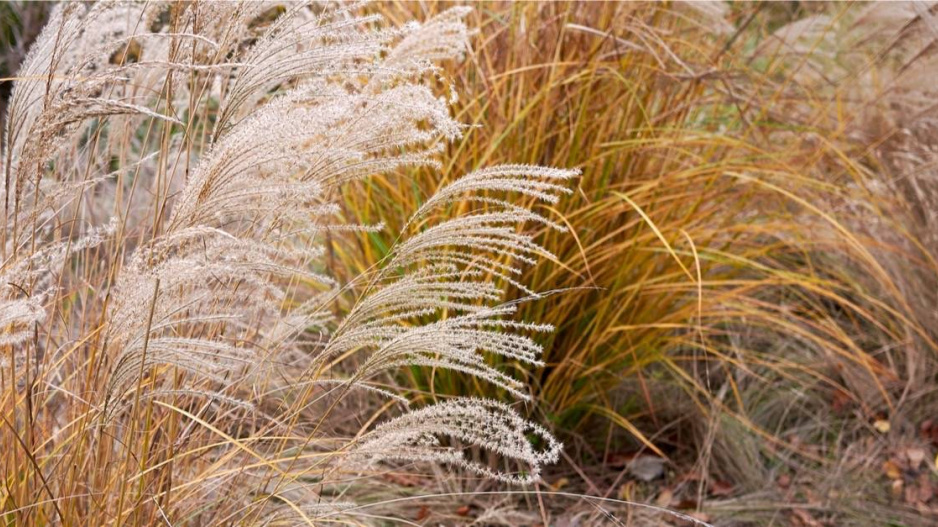 Ozdobnice čínská (Miscanthus sinensis)