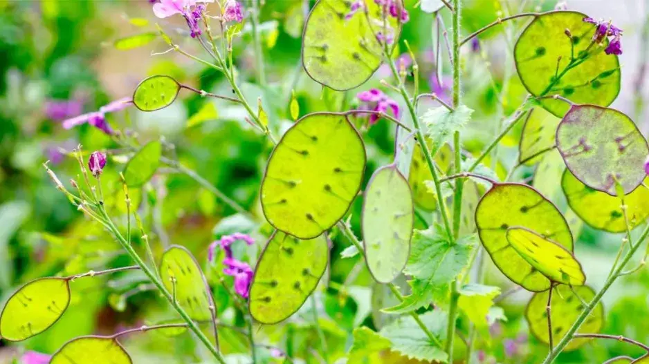 Měsíčnice roční (Lunaria annua)