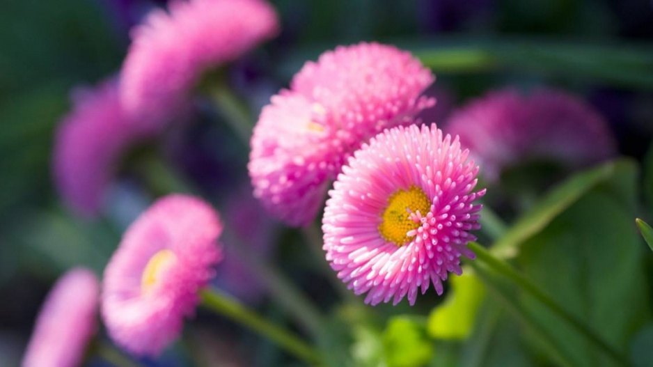 Sedmikráska zahradní (Bellis perennis)