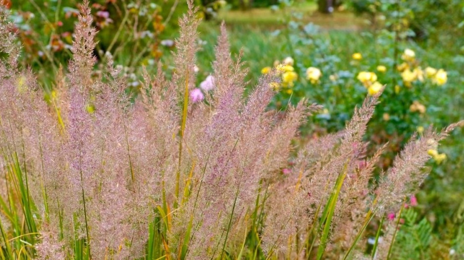 Třtina chloupkatá (Calamagrostis brachytricha)