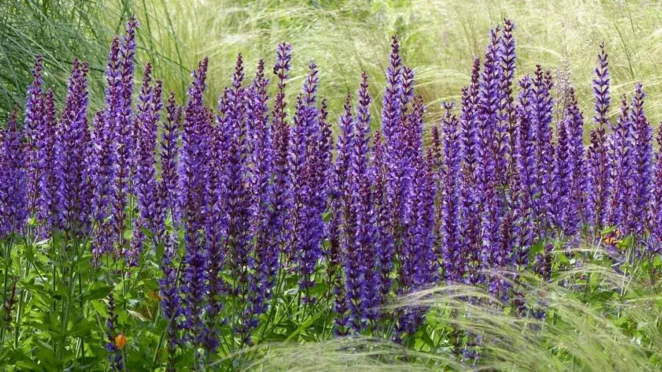 Šalvěj hajní Šalvěj hajní