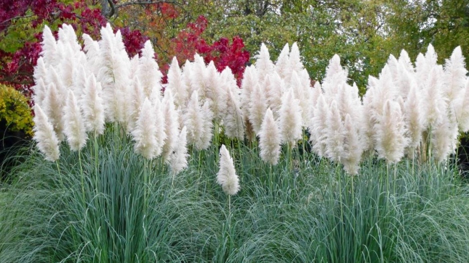 Pampas stříbrný (Cortaderia selloana)