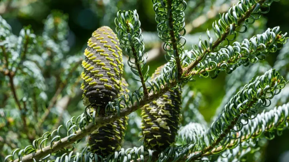 Jedle korejská (Abies koreana) ’Silberlocke’ 