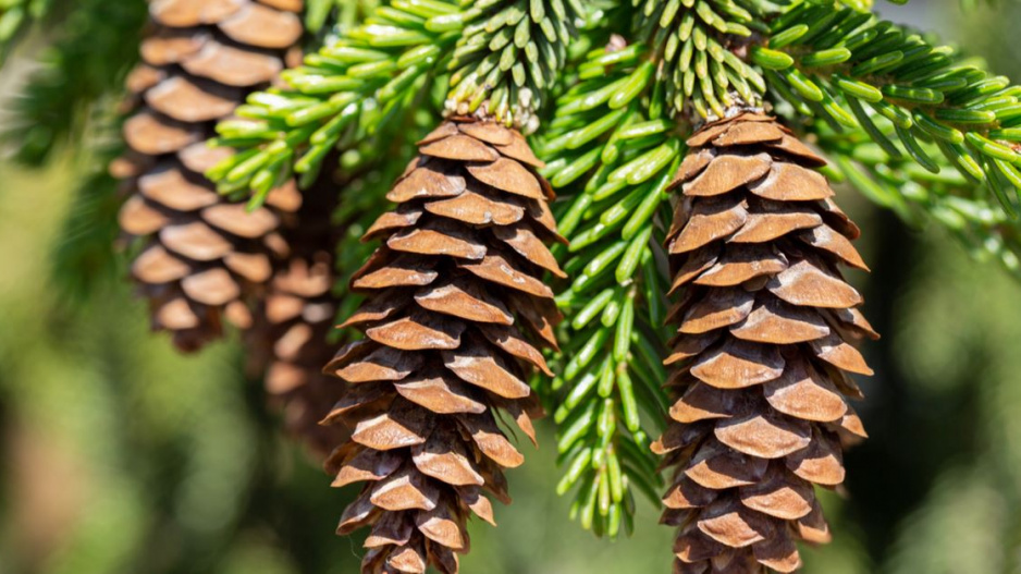 Smrk východní (Picea orientalis)