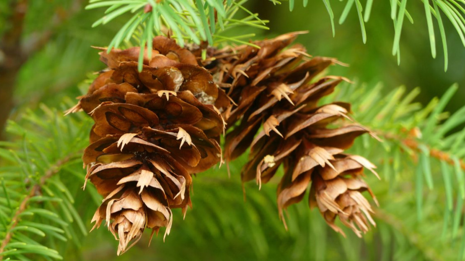 Douglaska tisolistá (Pseudotsuga menziesii)