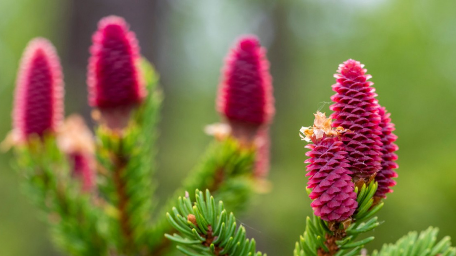 Smrk ztepilý (Picea abies) ’Acrocona’ 