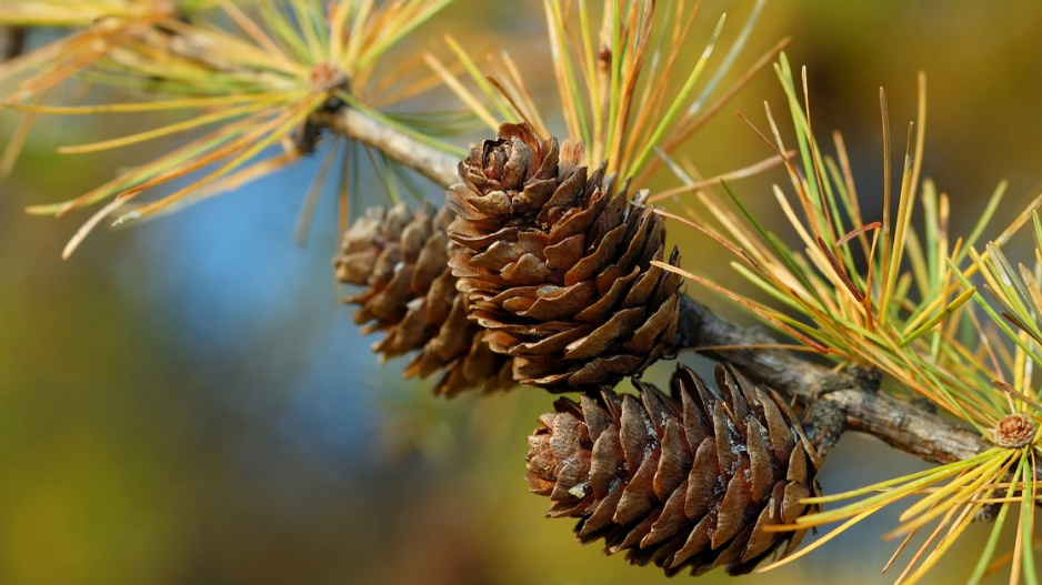 Modřín opadavý (Larix decidua)