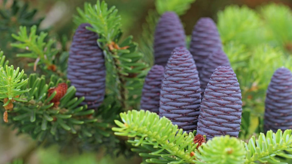 Jedle korejská (Abies koreana)