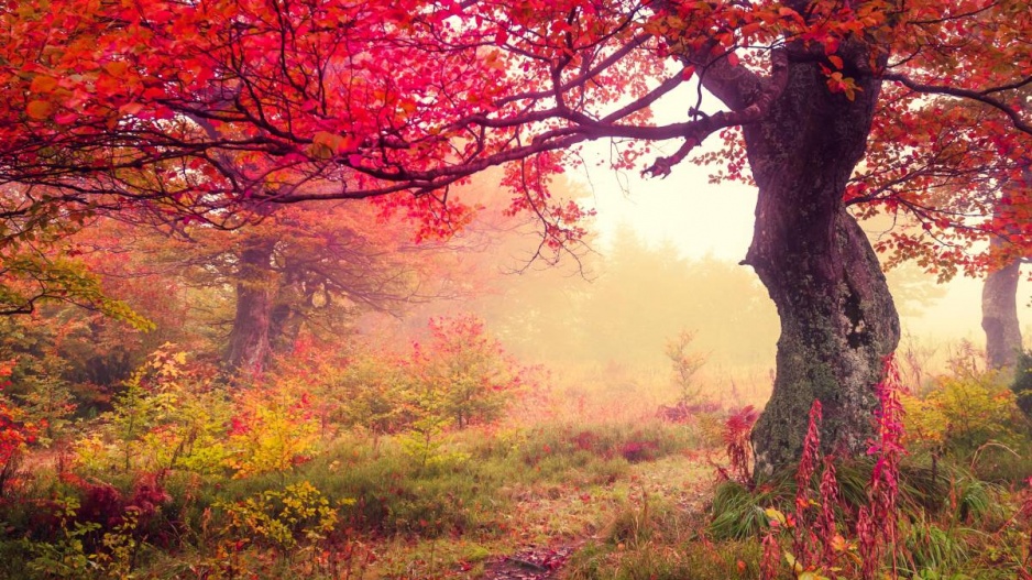 Podzimně zbarvená příroda