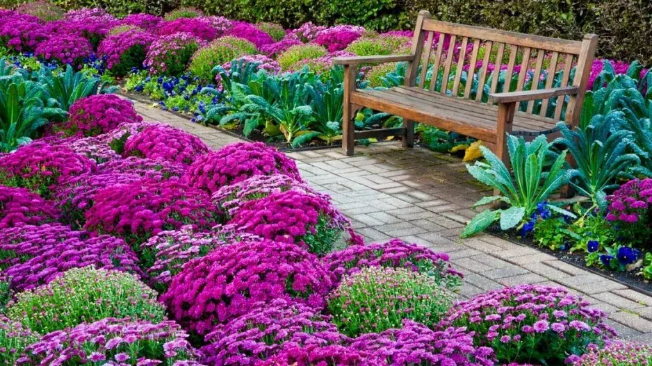 Záhon s listopadkami